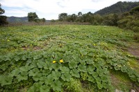 /album/hacienda-esperanza/finca-18-jpg/