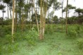 /album/fotogaleria/finca-jpg/